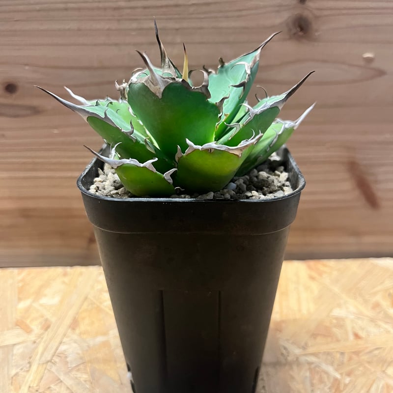 アガベ チタノタ 'ハデス' | GREEN LUCK