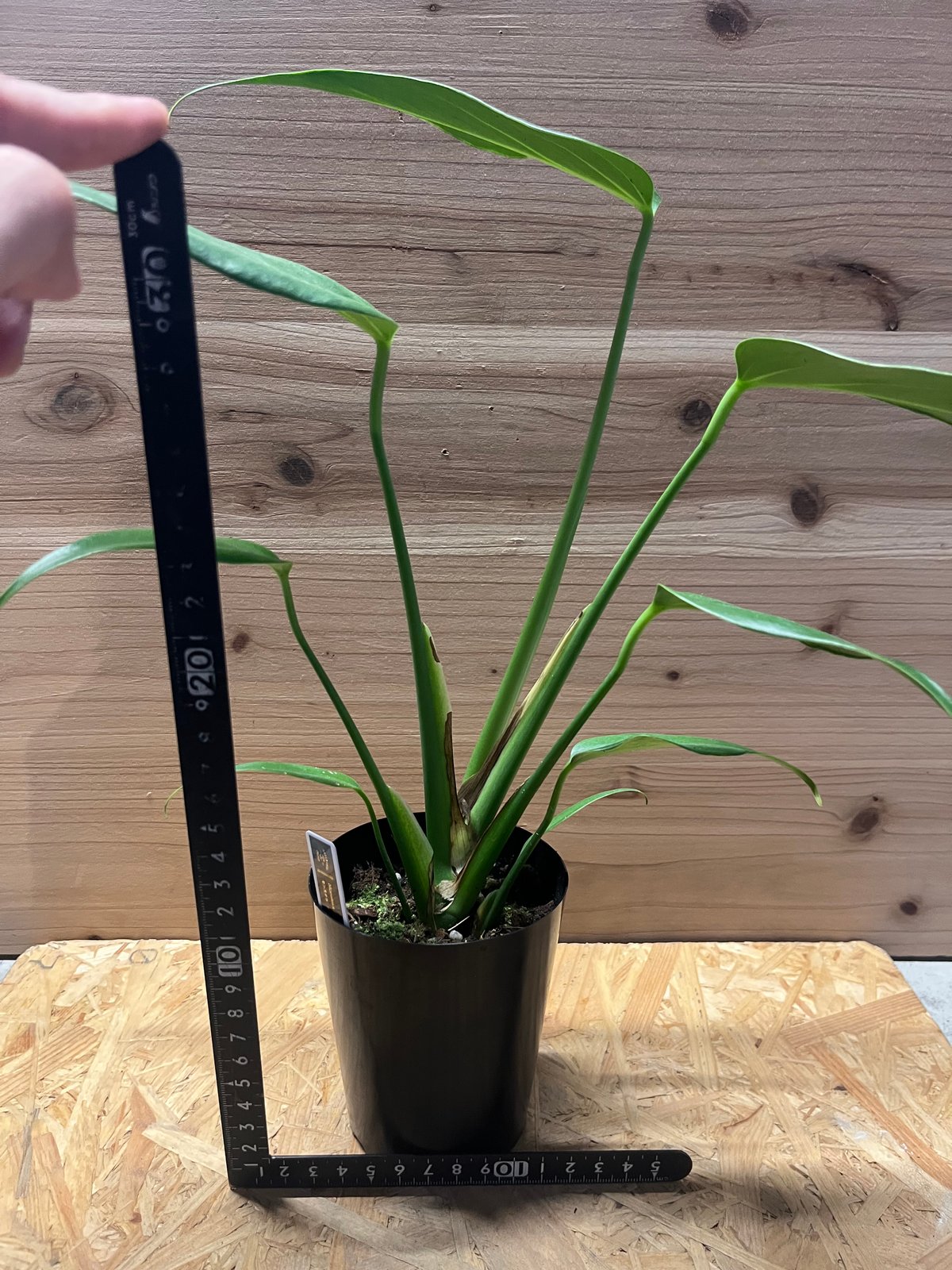 モンステラ バールマルクスフレーム | GREEN LUCK