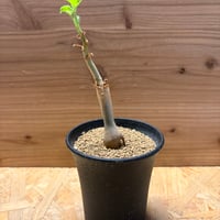 キフォステンマ　ユター