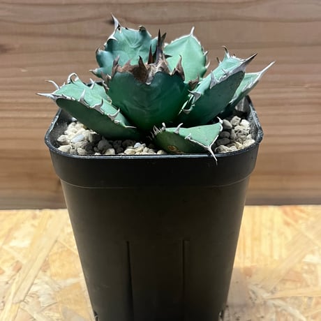 CATEGORY 多肉植物 塊根植物 | GREEN LUCK