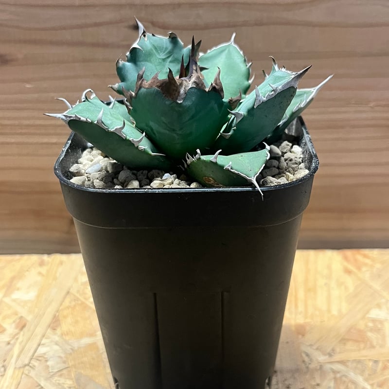 アガベ チタノタ '姫厳竜' | GREEN LUCK