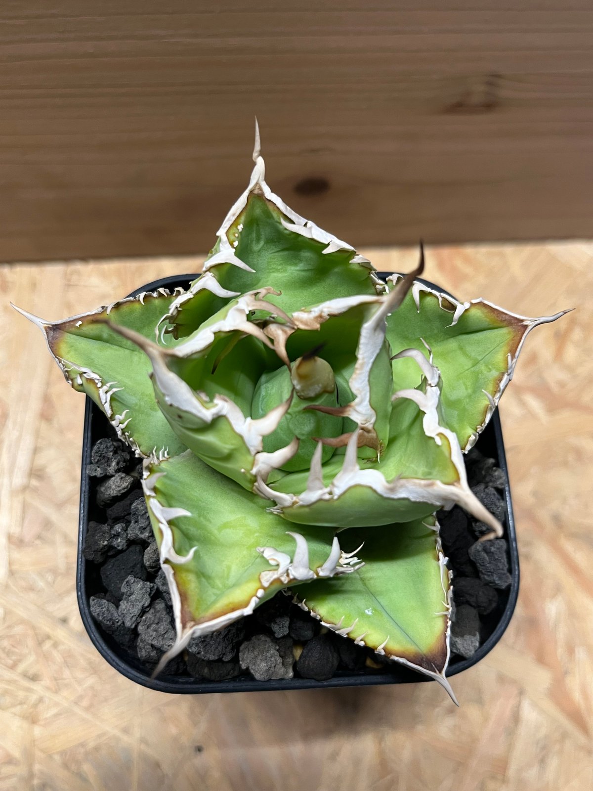 fit=scale-down,w=1200