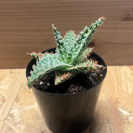 アロエ　テンプラ