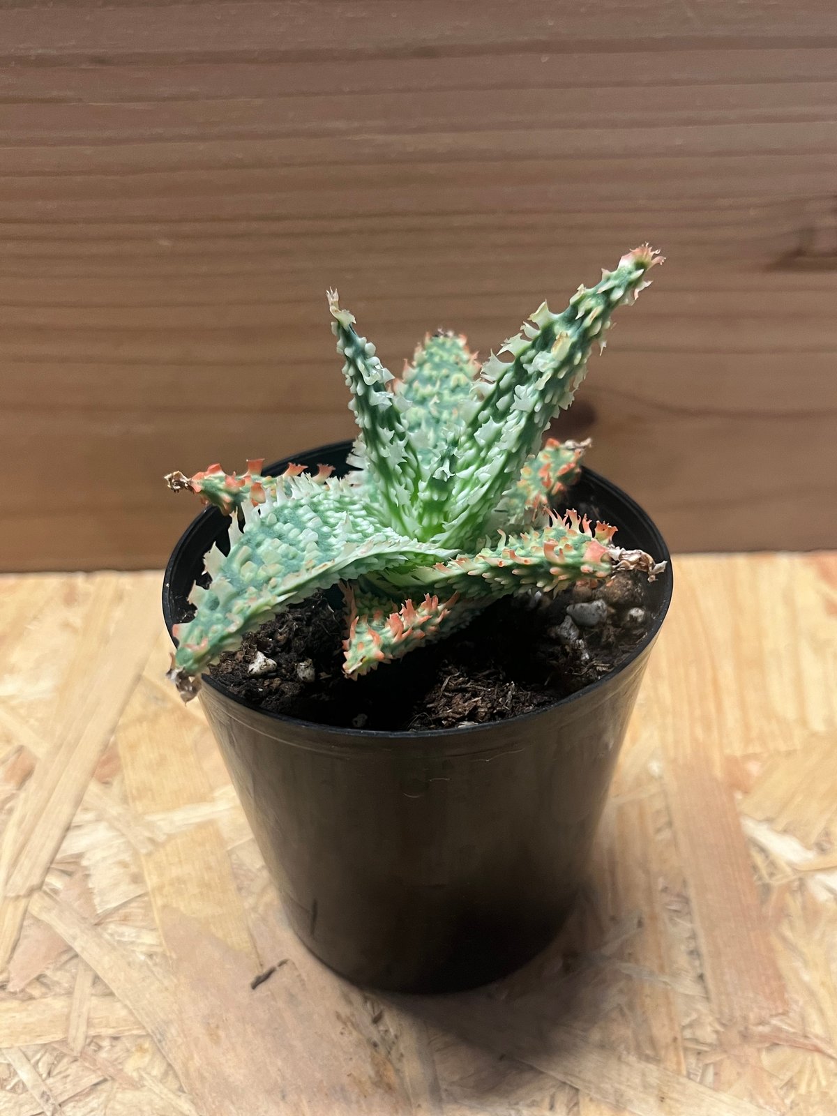 アロエ テンプラ Aloe tempula 実生 15株 Aloe 'Tempura'｜タイ発の美麗アロエ交配種 その魅力と育て方