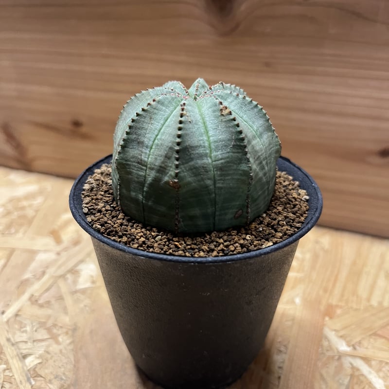 ユーフォルビア オベサ | GREEN LUCK