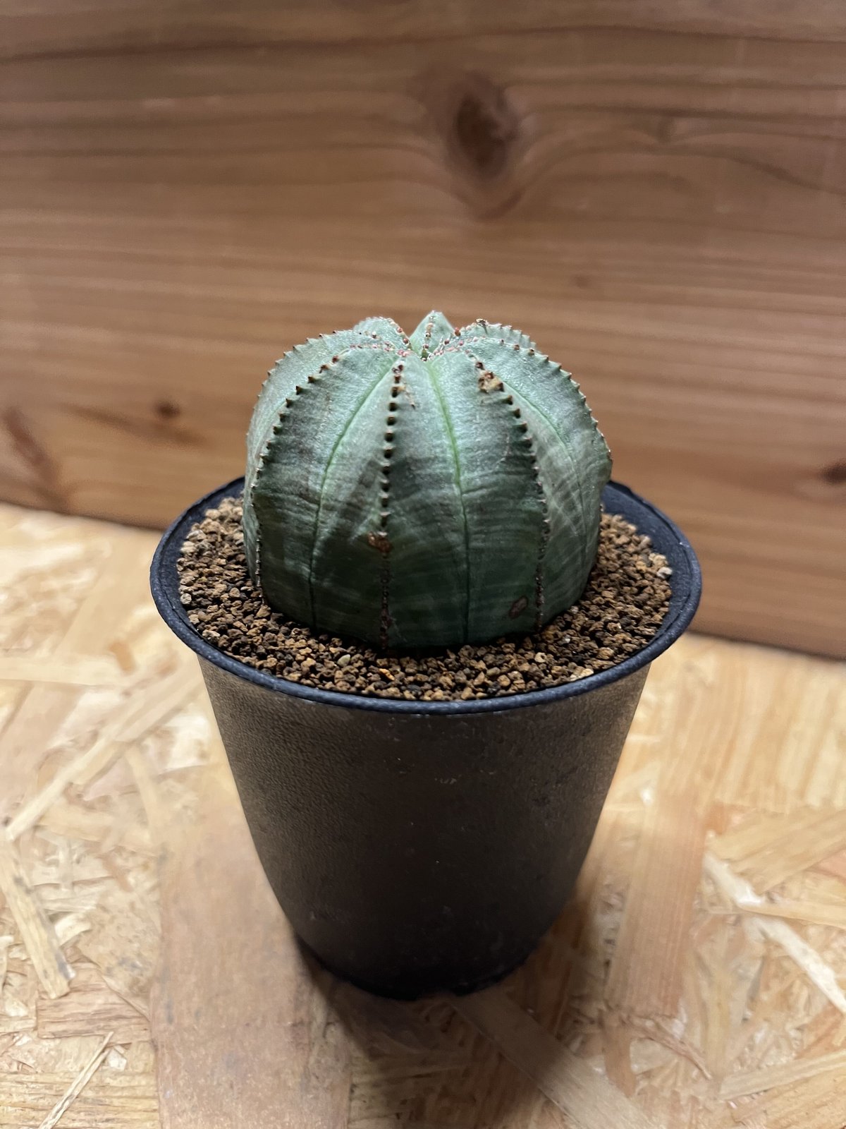 ユーフォルビア オベサ | GREEN LUCK