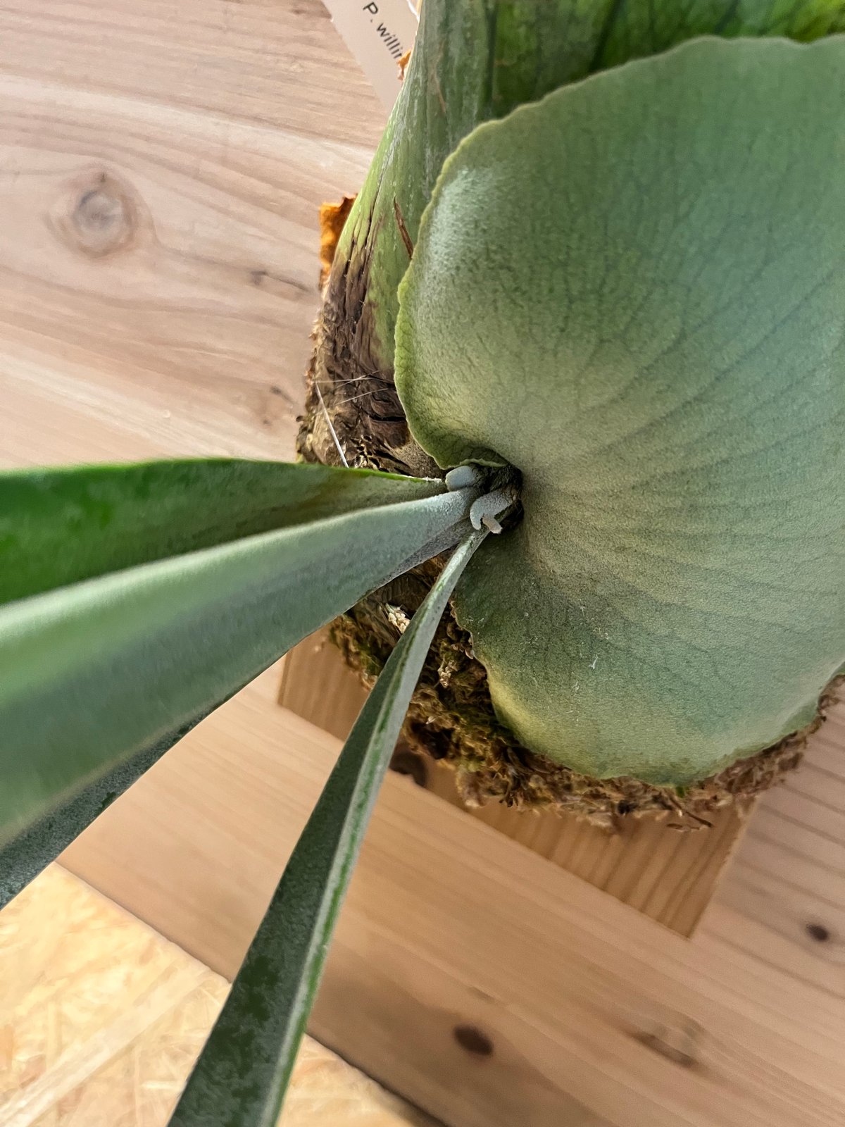 ビカクシダ ウィリンキー シルベリードワーフ スポア | GREEN LUCK