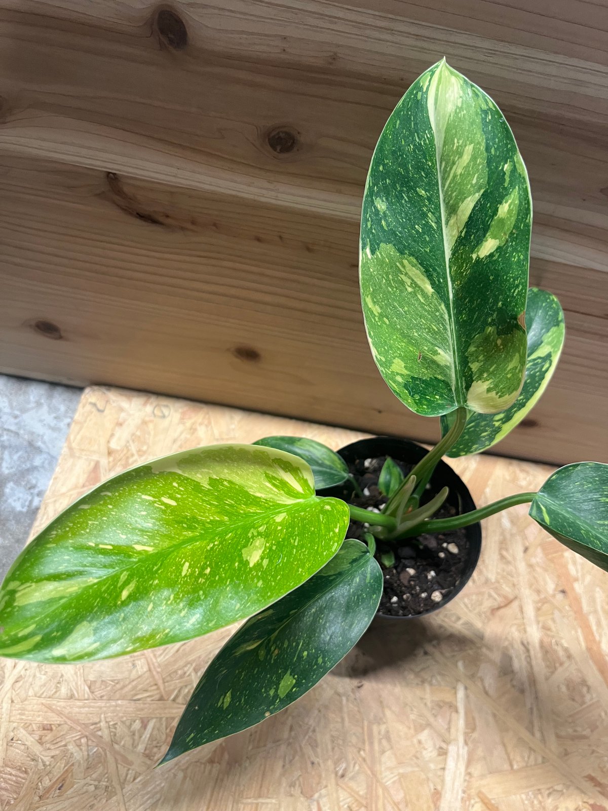 フィロデンドロン グリーンコンゴ バリエガータ | GREEN LUCK