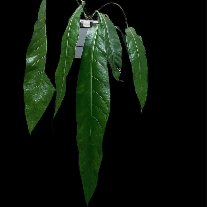 アンスリウム ペンドゥリフォリウム | GREEN LUCK