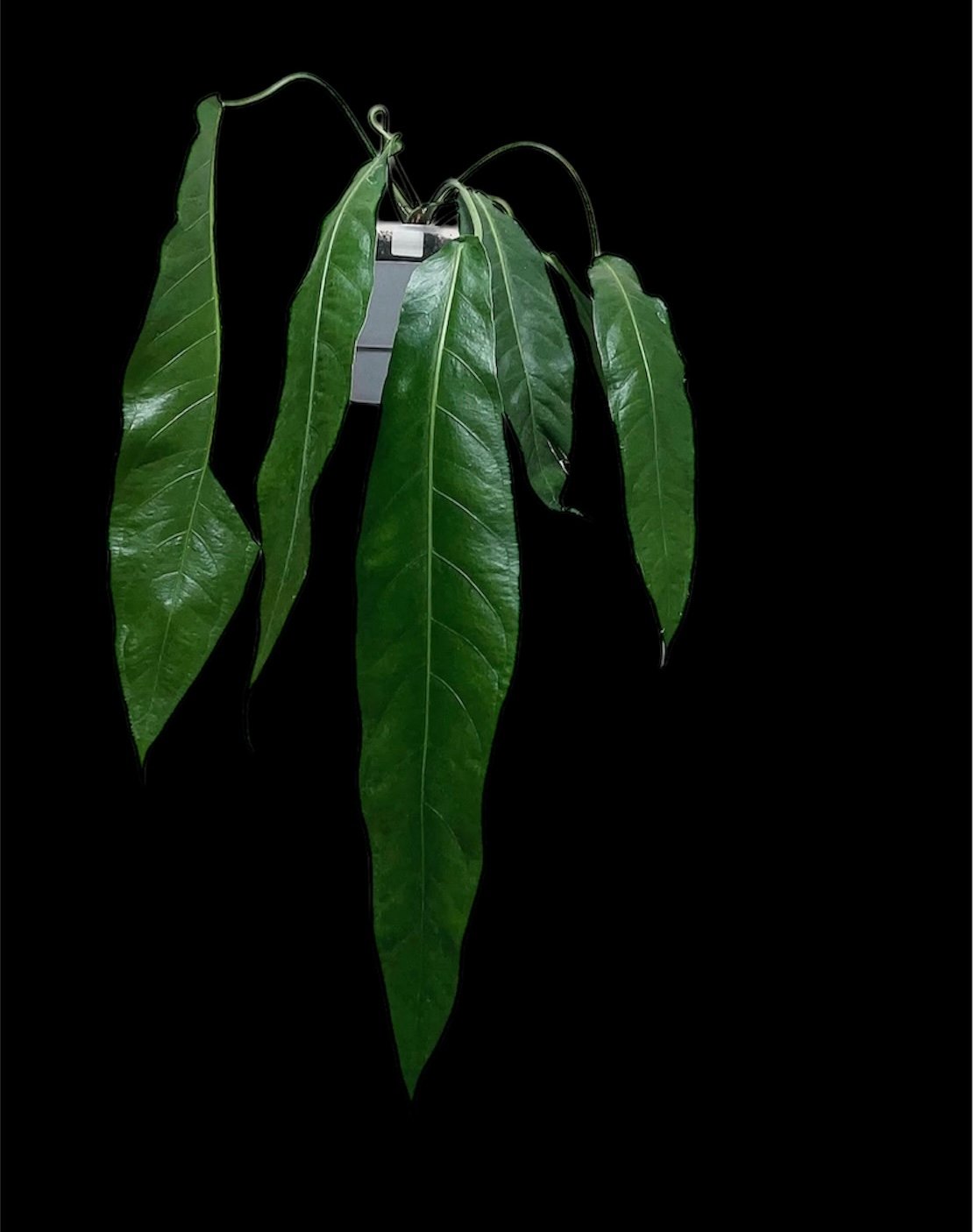 アンスリウムペンデュリフォリウムAnthurium pendulifolium original