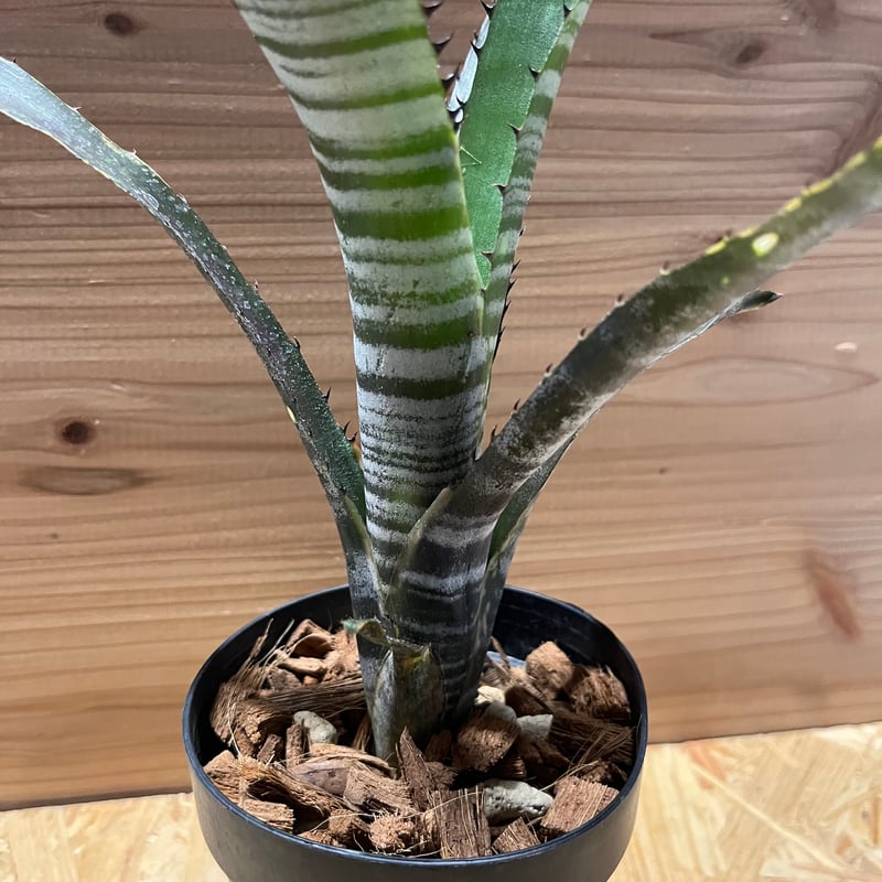 Billbergia 'Calcite'〔ビルベルギア〕現品発送B303 Billbergia Calcite 【artPLANTs】ビルベルギア/Billbergia/タンク