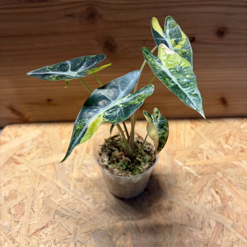 アロカシア バンビーノ イエローバリエガータ | GREEN LUCK