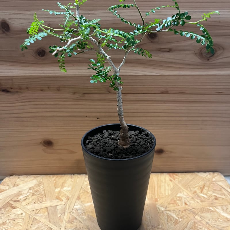 オペルクリカリア パキプス | GREEN LUCK