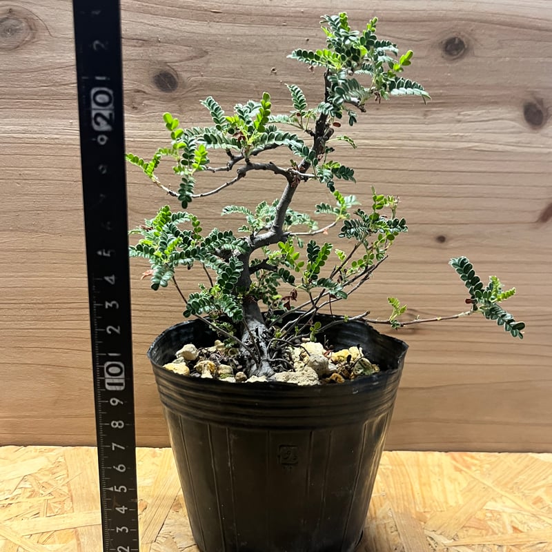 磯山椒 天の梅 | GREEN LUCK