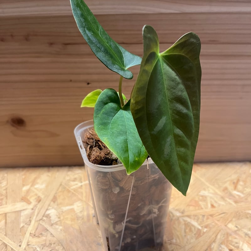 アンスリウム パピリラミナム | GREEN LUCK