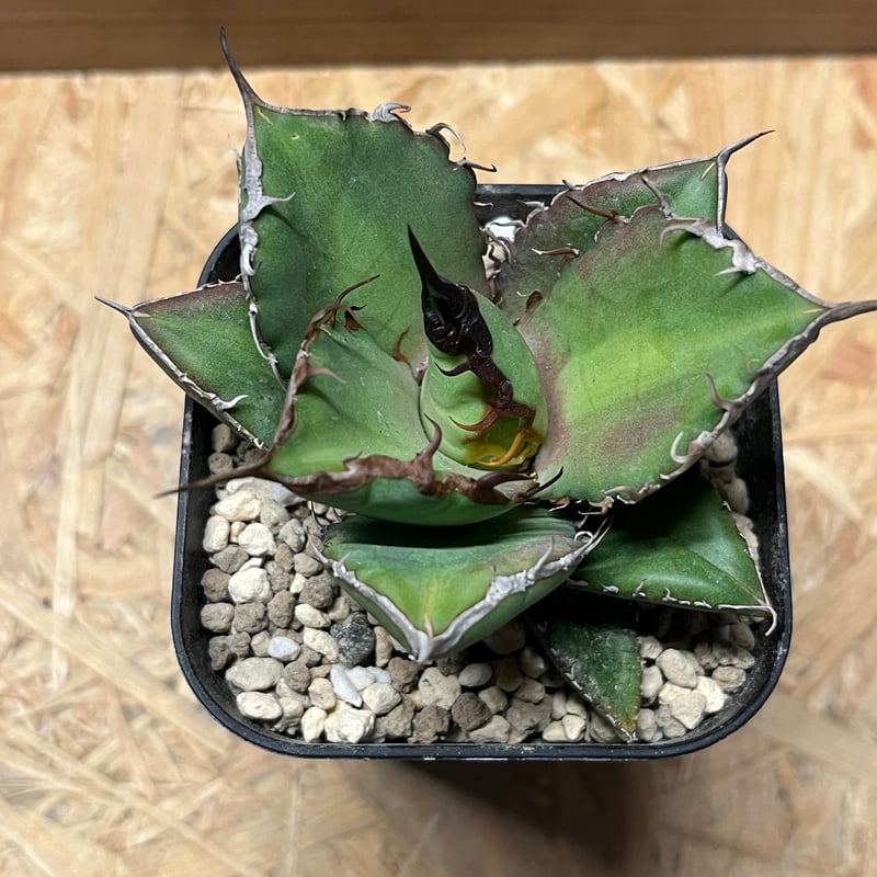 アガベ チタノタ ノーネーム | GREEN LUCK