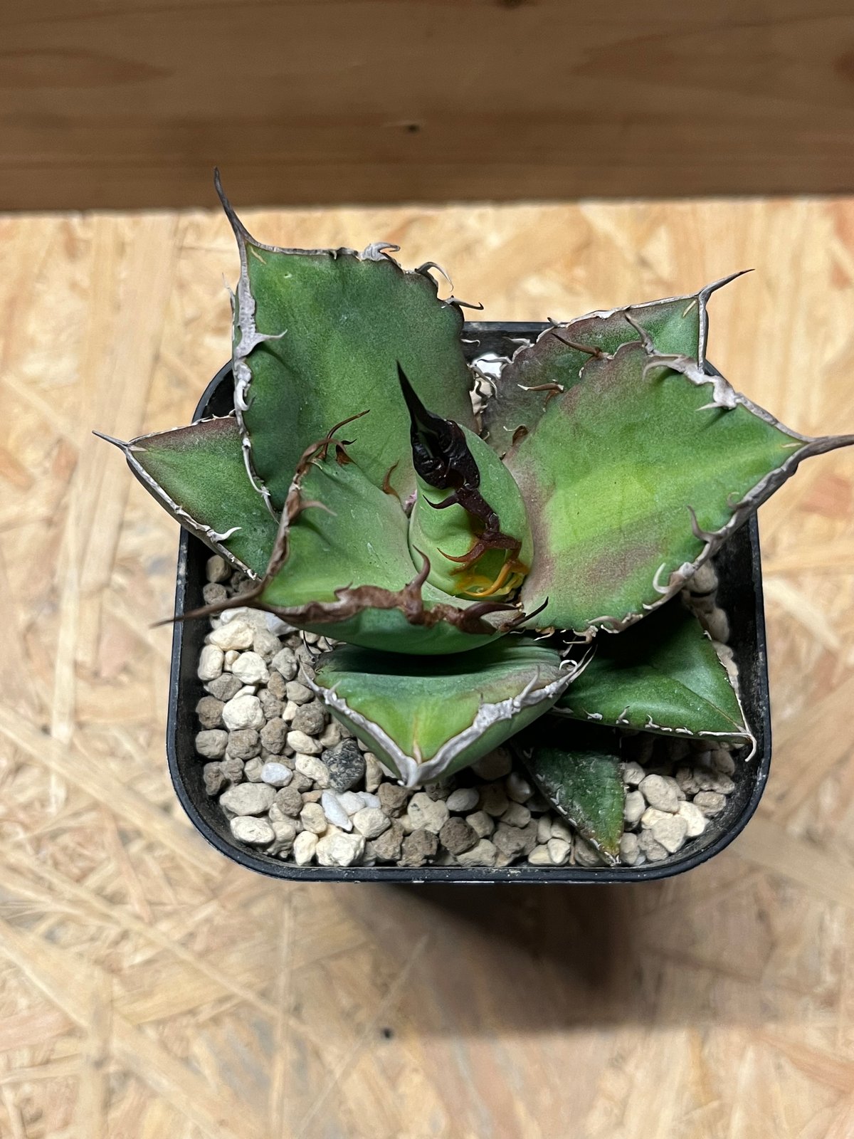 アガベ 実生 ノーネーム 大株 アガベ チタノタ ノーネーム Agave