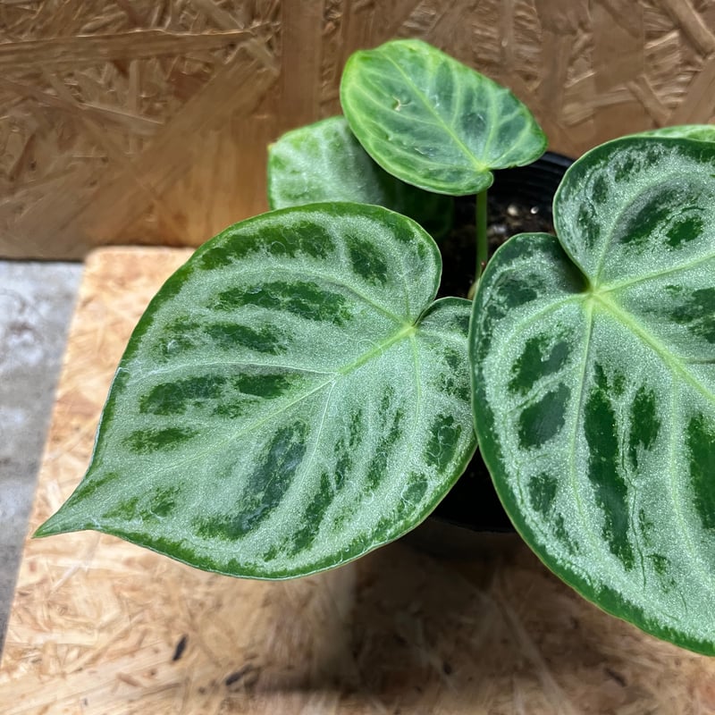 アンスリウム SKGシルバー x ドラヤキ 【大株】 ザ・ファームセレクト