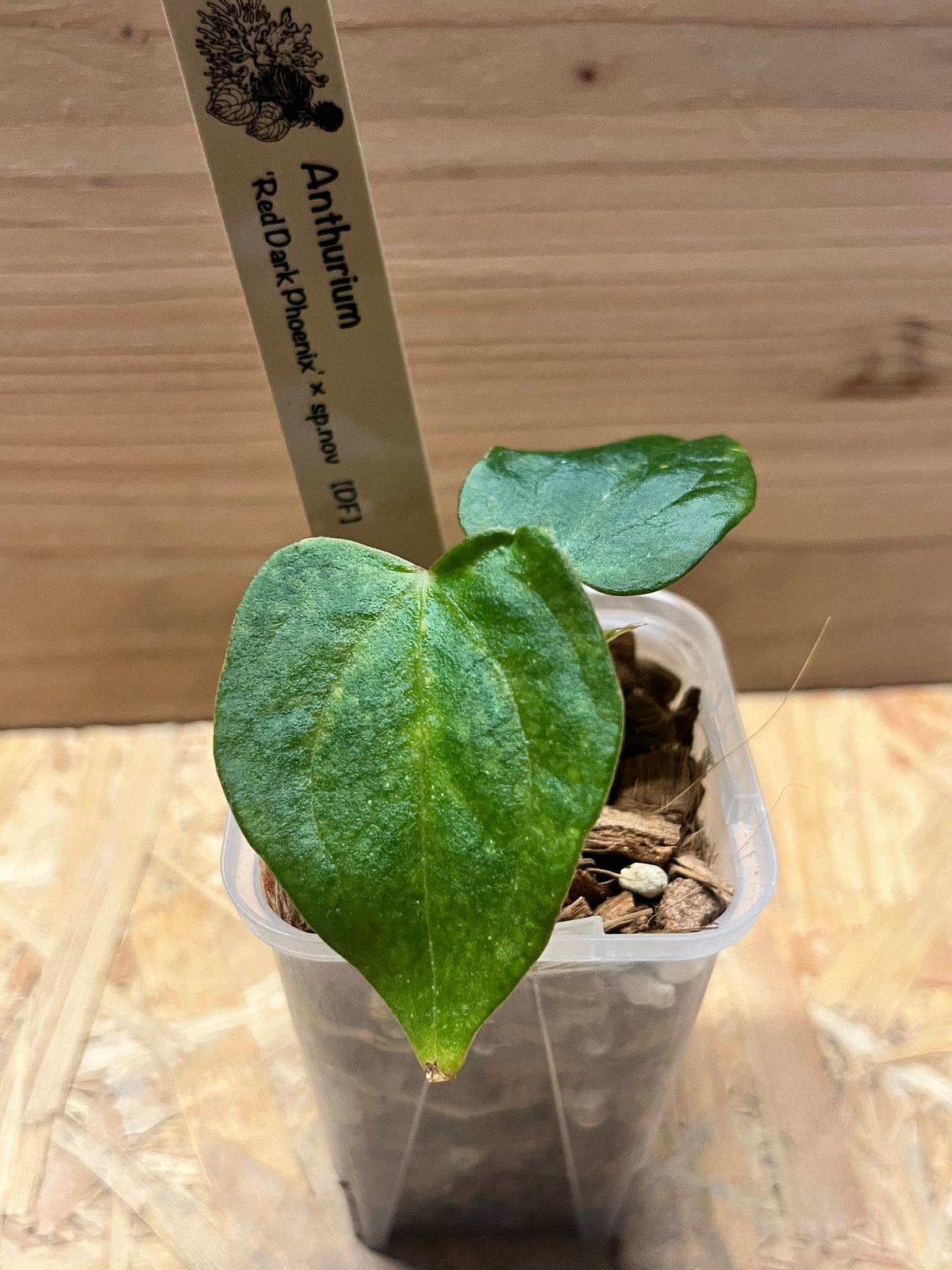 その他観葉植物 Anthurium papillilaminum x sp nov DF Anthurium papillilaminum x sp nov DF