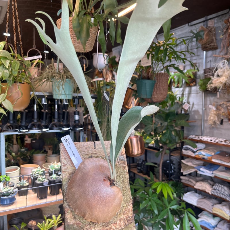 ビカクシダ メラメラ | GREEN LUCK