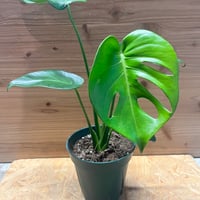 ビカクシダ ウィリンキー シルベリードワーフ スポア | GREEN LUCK