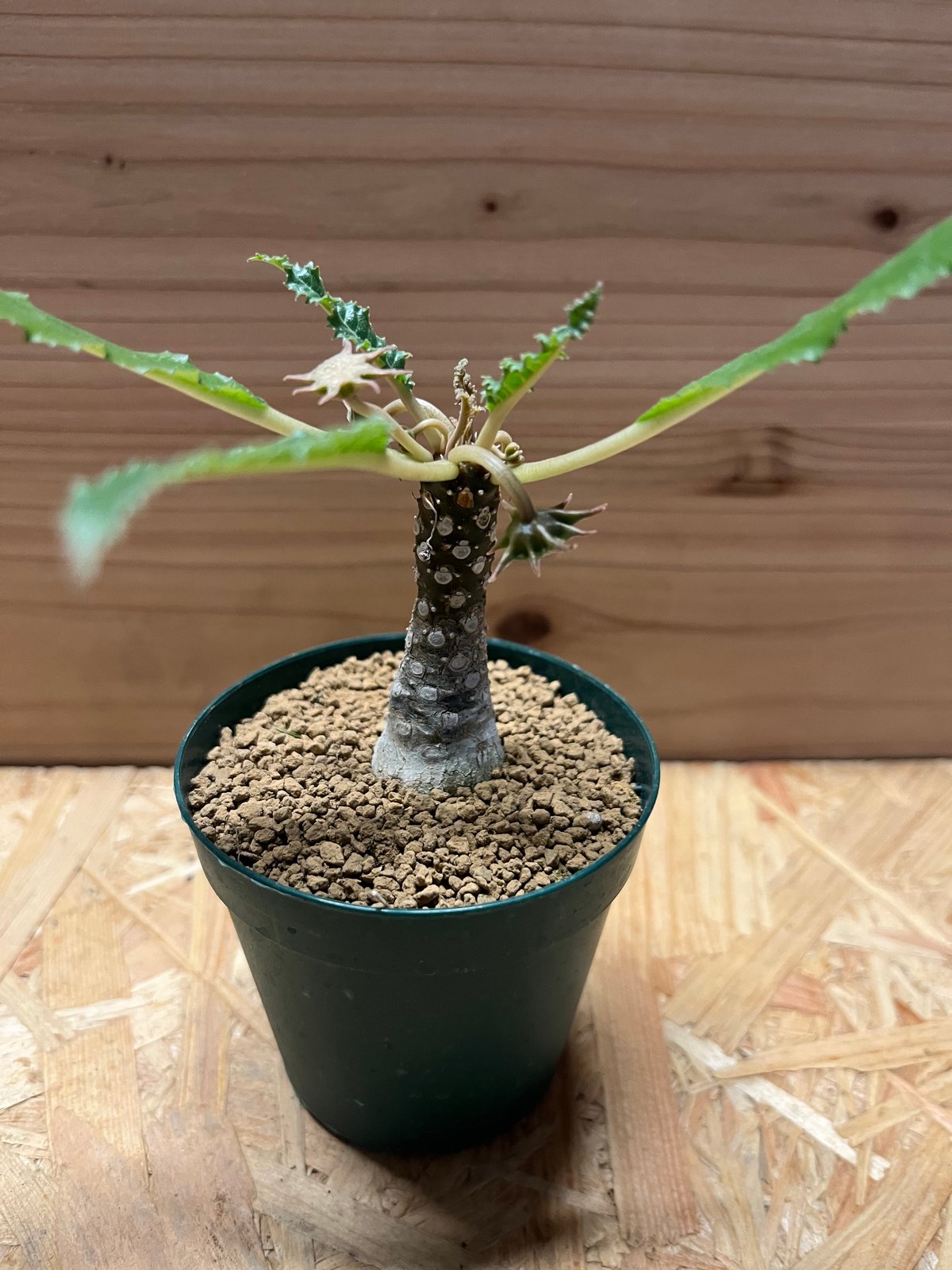 ドルステニア　フォエチダ fit=scale-down,w=1200