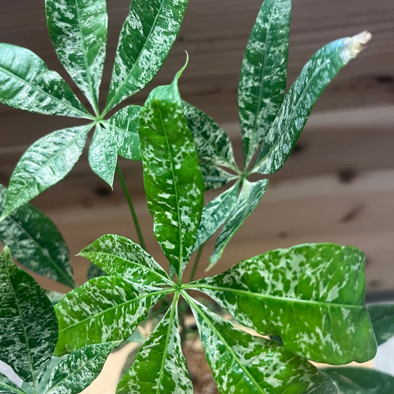 パキラ 斑入り 実生 | GREEN LUCK