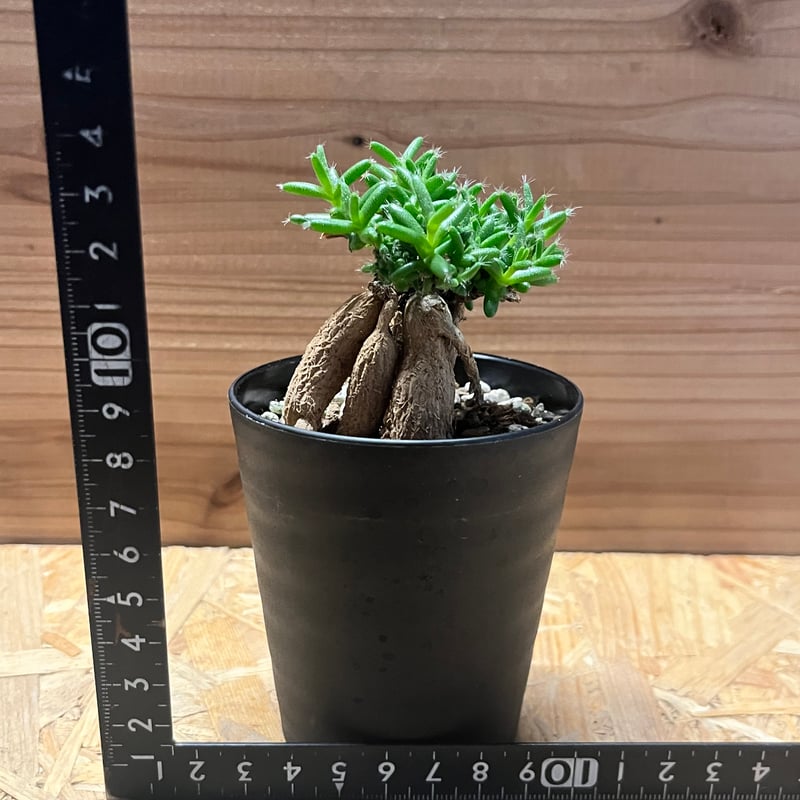 トリコディアデマ ステラツム | GREEN LUCK