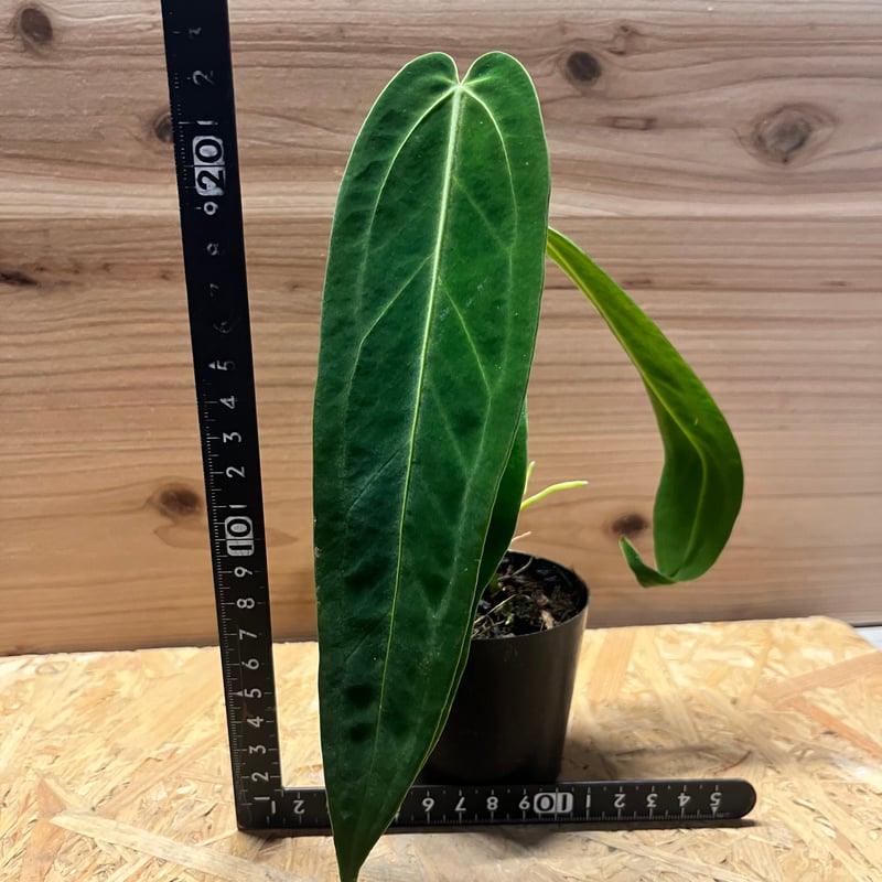 アンスリウム ワロクアナム | GREEN LUCK