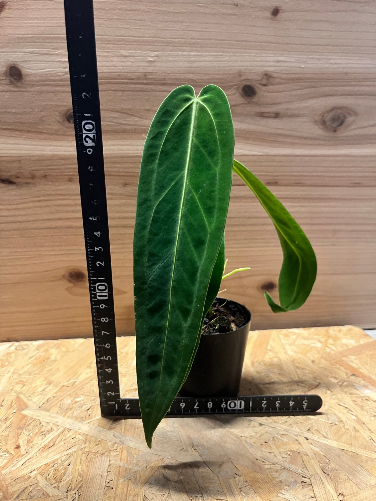 アンスリウム ワロクアナム | GREEN LUCK