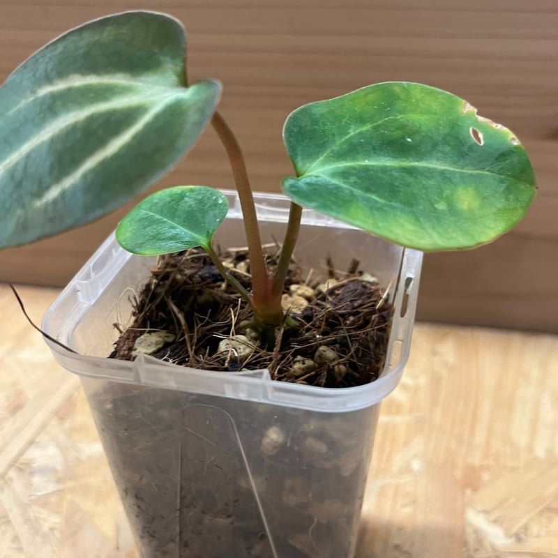 Anthurium Carlablackiae/アンスリウム カーラブラッキー⑩ Anthurium Carlablackiae / アンスリウム カーラブラッキー⑩│観葉