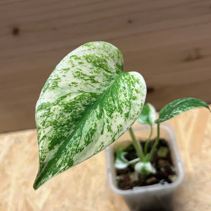 モンステラ デリシオーサ ミント | GREEN LUCK