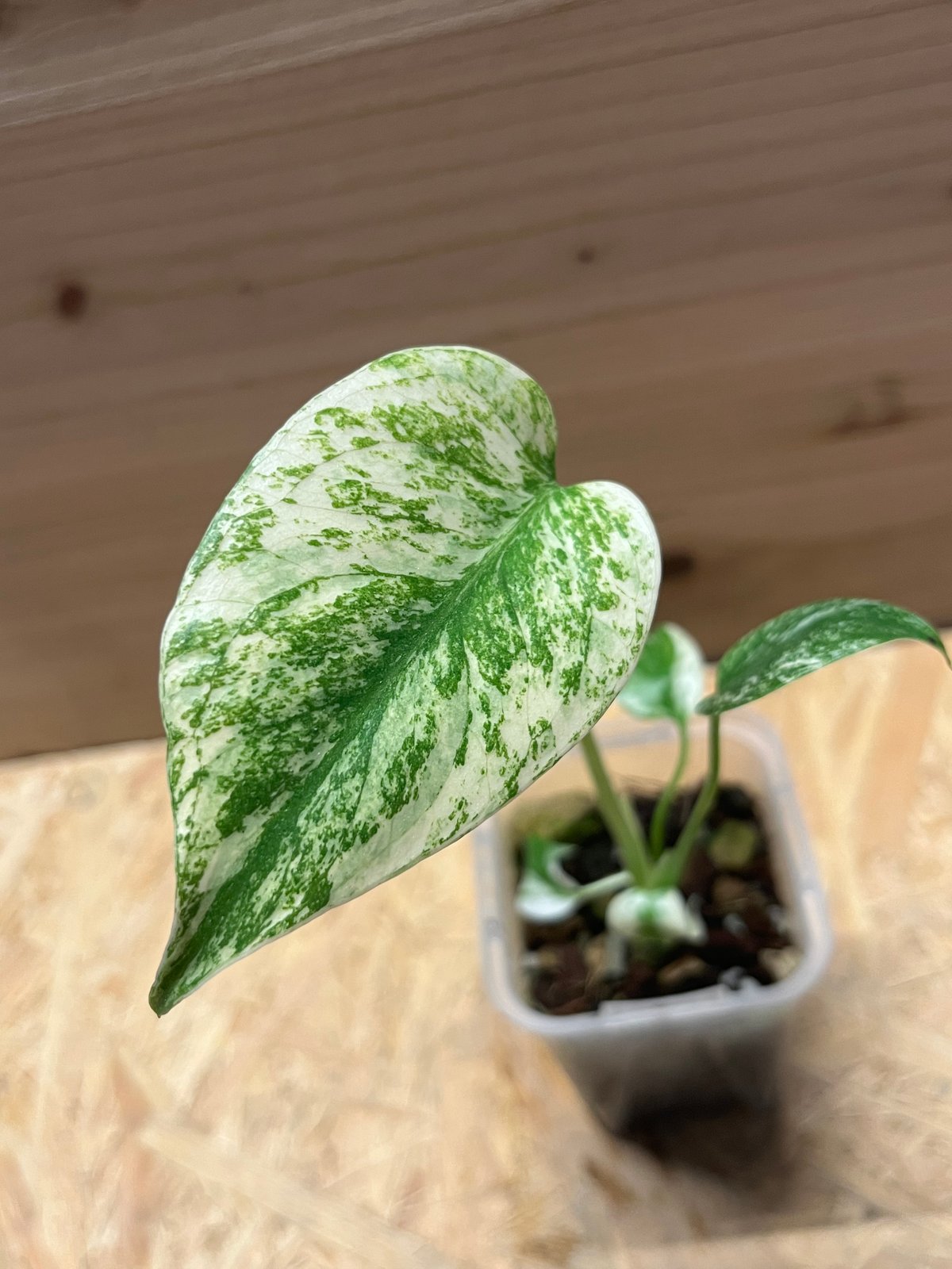 モンステラ デリシオーサ ミント | GREEN LUCK