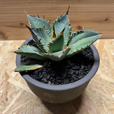 バナナピール | STORES