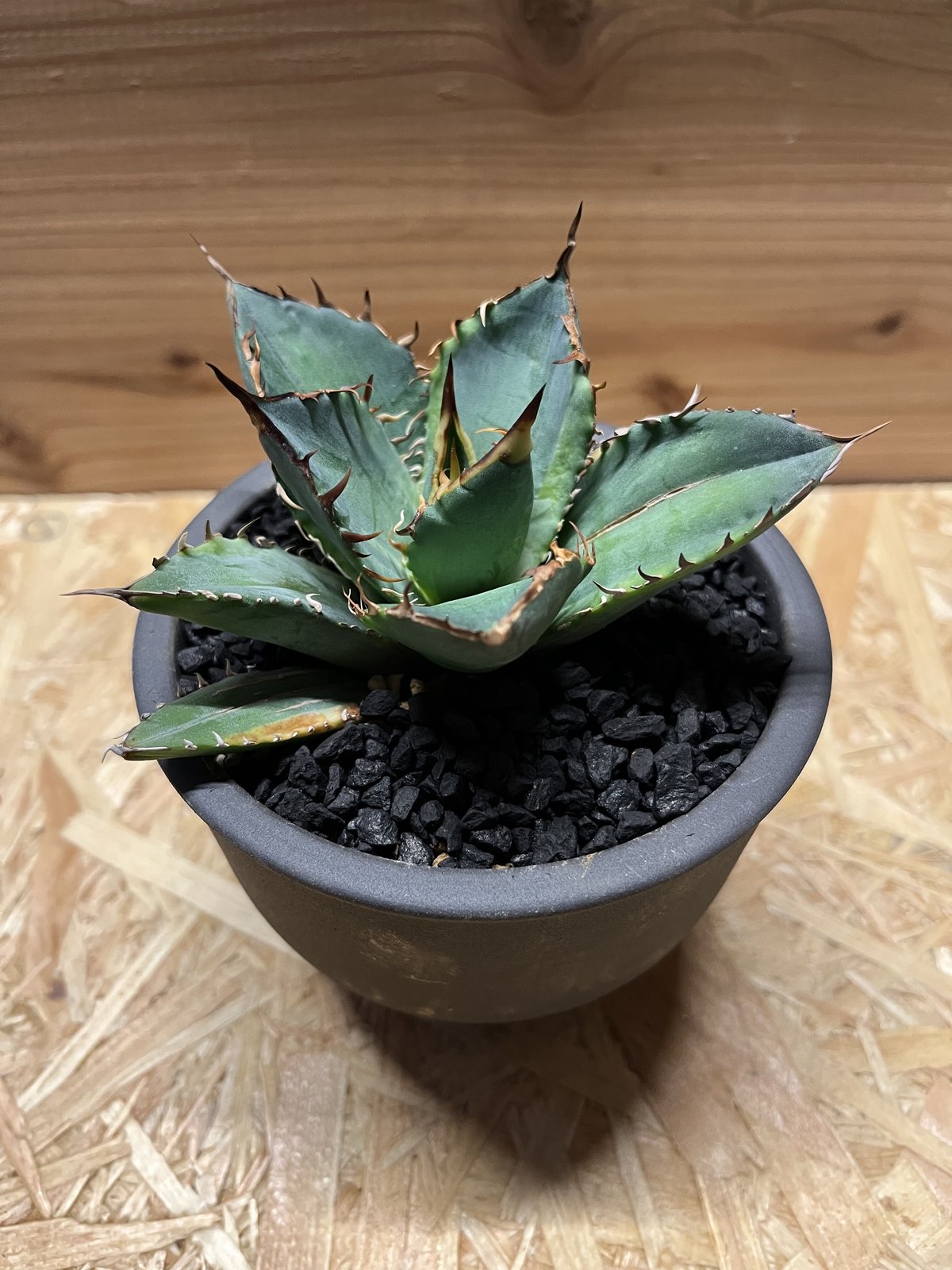 アガベ チタノタ バナナピール×伝市鉢 | GREEN LUCK