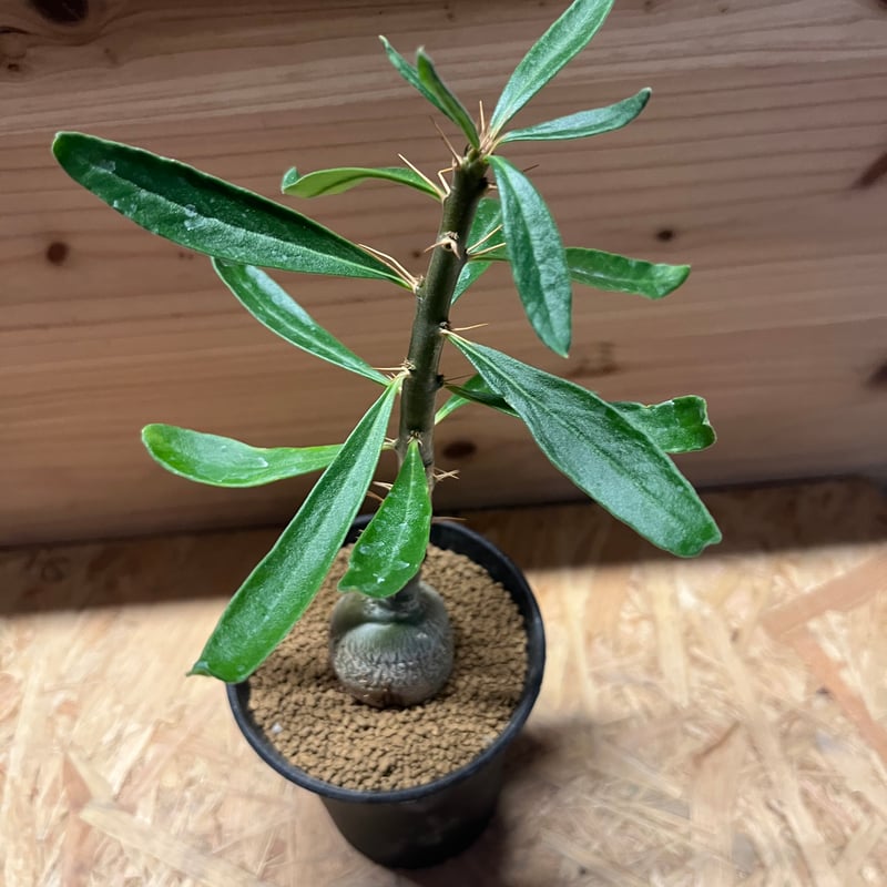 EMP パキポディウム サキュレンタム / Pa80 EMP パキポディウム サキュレンタム / Pa80 EMP パキポディウム