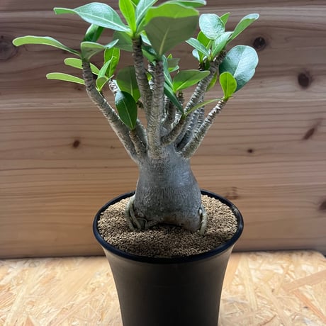 アラビカム | STORES