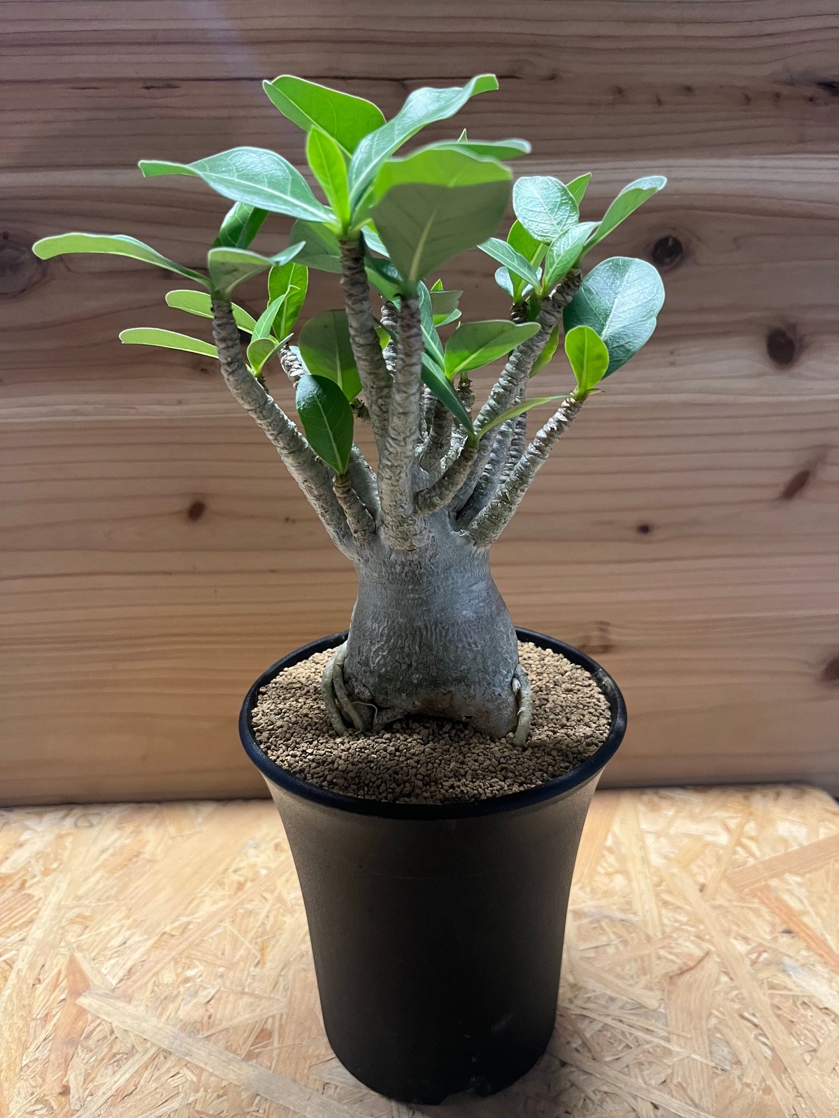 アデニウム アラビカム Adenium アデニウム アラビカム | GREEN LUCK