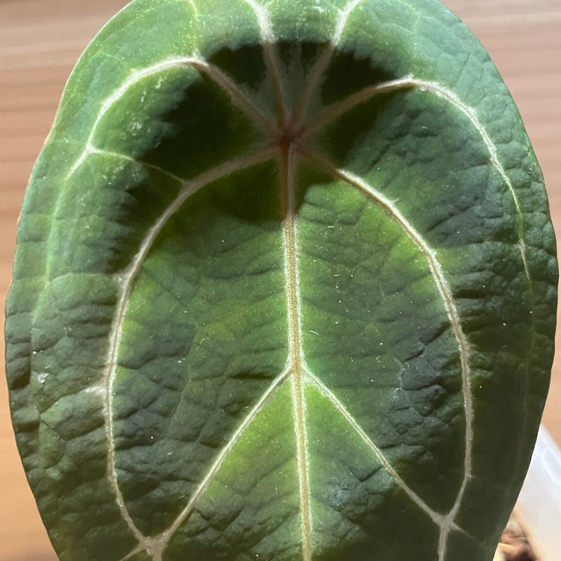 アンスリウム レッドスパイダー | GREEN LUCK