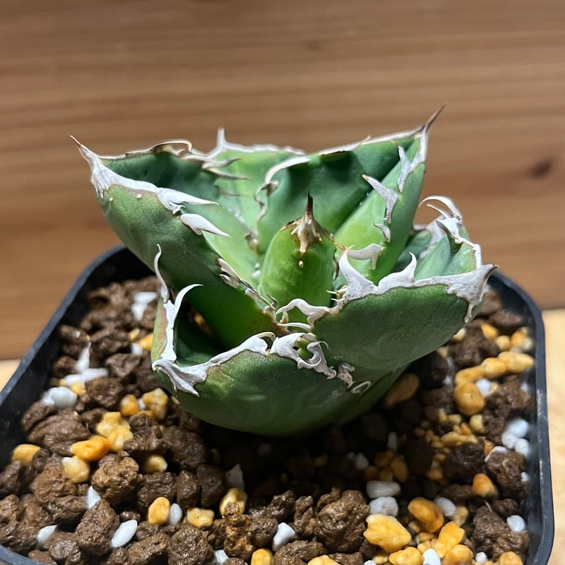 アガベ チタノタ COK aka CG01 | GREEN LUCK