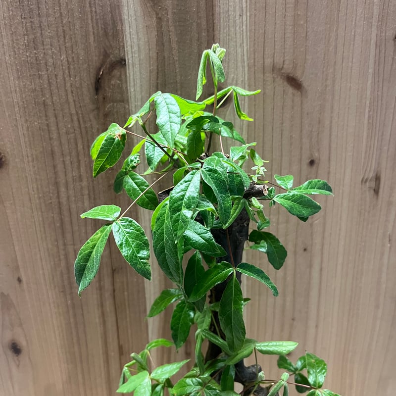 コミフォラ　ミルドブラエティ　現地株 現品限り】コミフォラ・ミルドブラエディ 現地株 発根済み【AD32