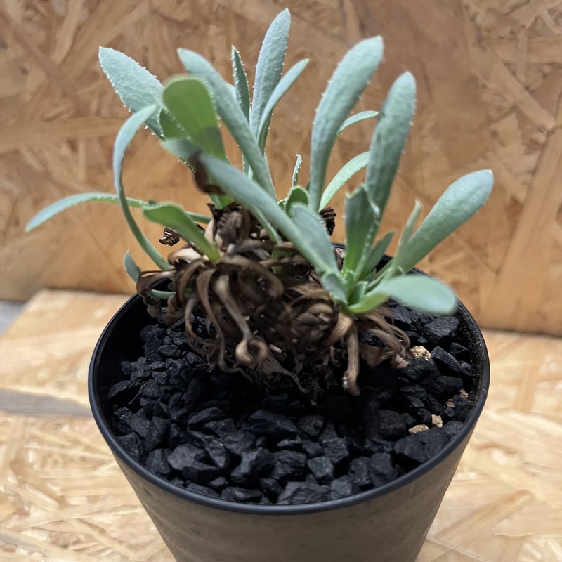 オトンナ レトロルサ | GREEN LUCK