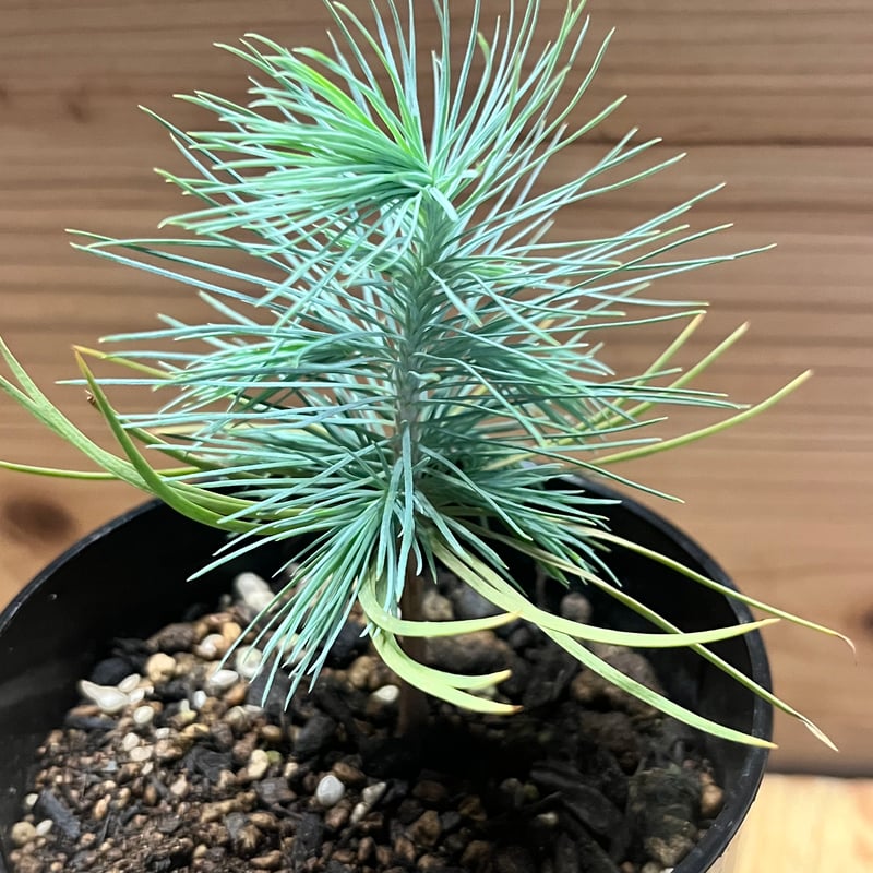 マルチネスピニョンマツ 楽天市場】【現品・現物】ピニョン松・マルチネスピニョンマツ