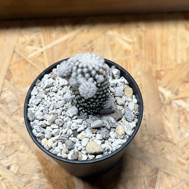 Copiapoa コピアポア　テヌイシマ　テヌイッシマ　群生　仔吹　鉢のまま発送 Copiapoa コピアポア テヌイシマ テヌイッシマ 群生 仔吹 鉢のまま発送