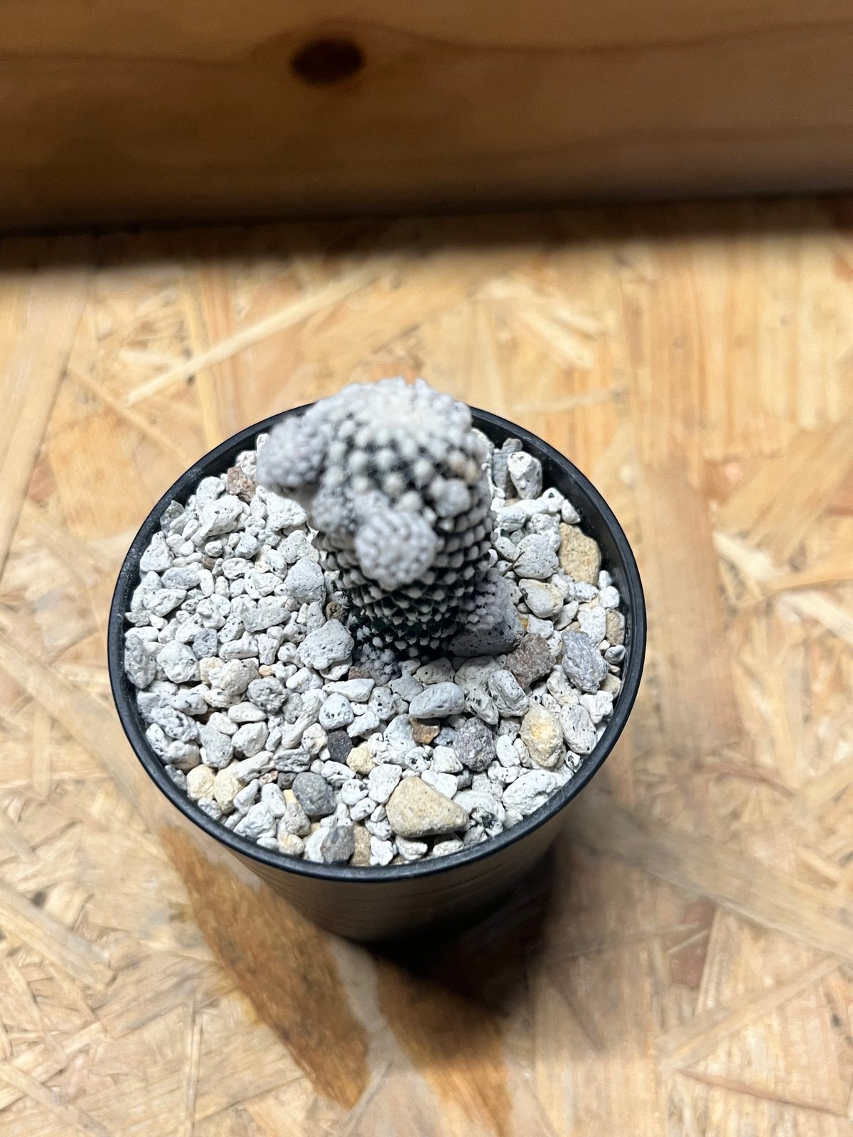 コピアポア テヌイシマ | GREEN LUCK