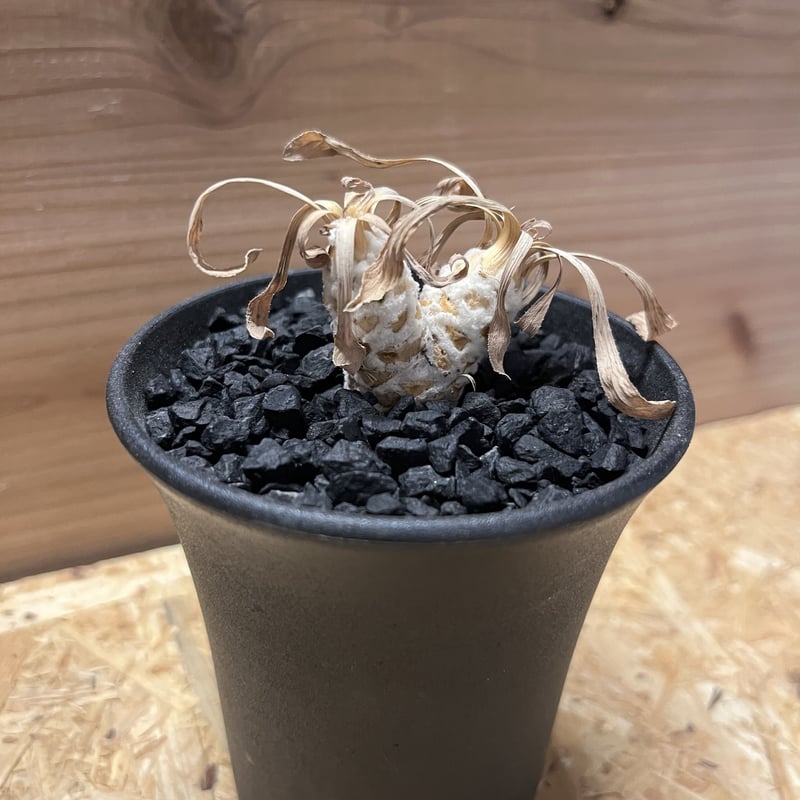 オトンナ レトロルサ | GREEN LUCK