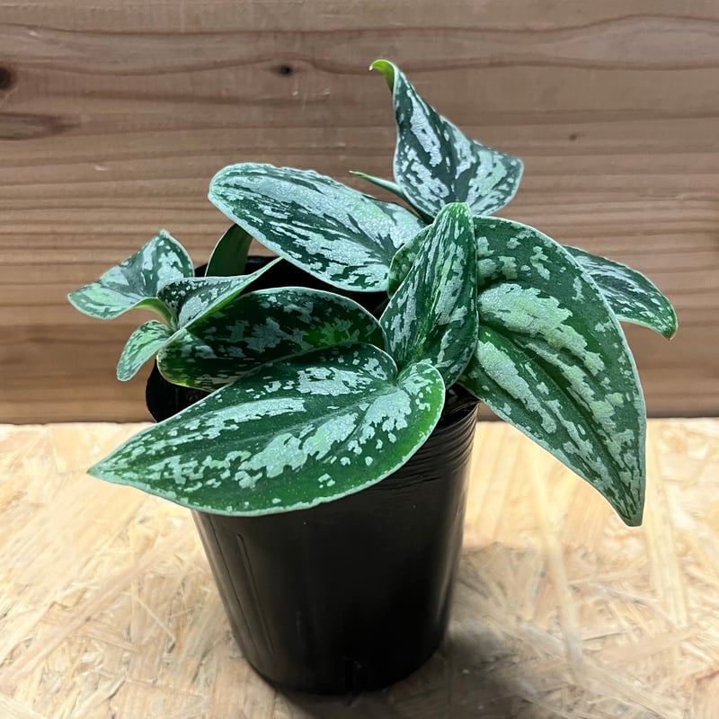 スキンダプサス ピクタス トリカラー | GREEN LUCK