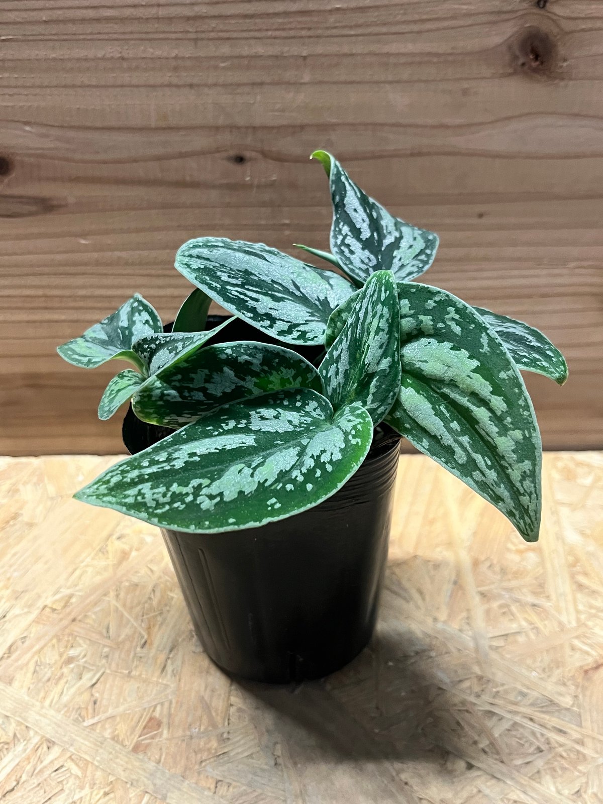 スキンダプサス ピクタス トリカラー | GREEN LUCK