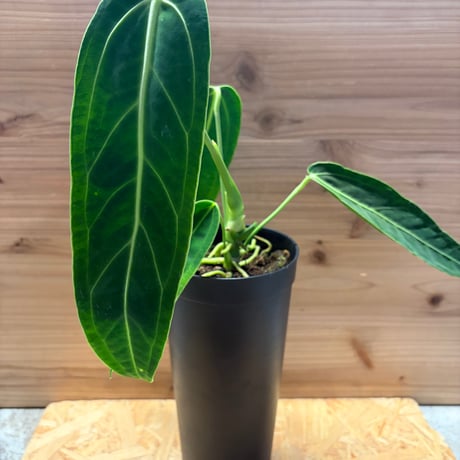 アンスリウム | STORES