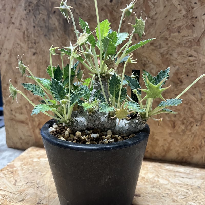 ドルステニア ホルウッディ | GREEN LUCK